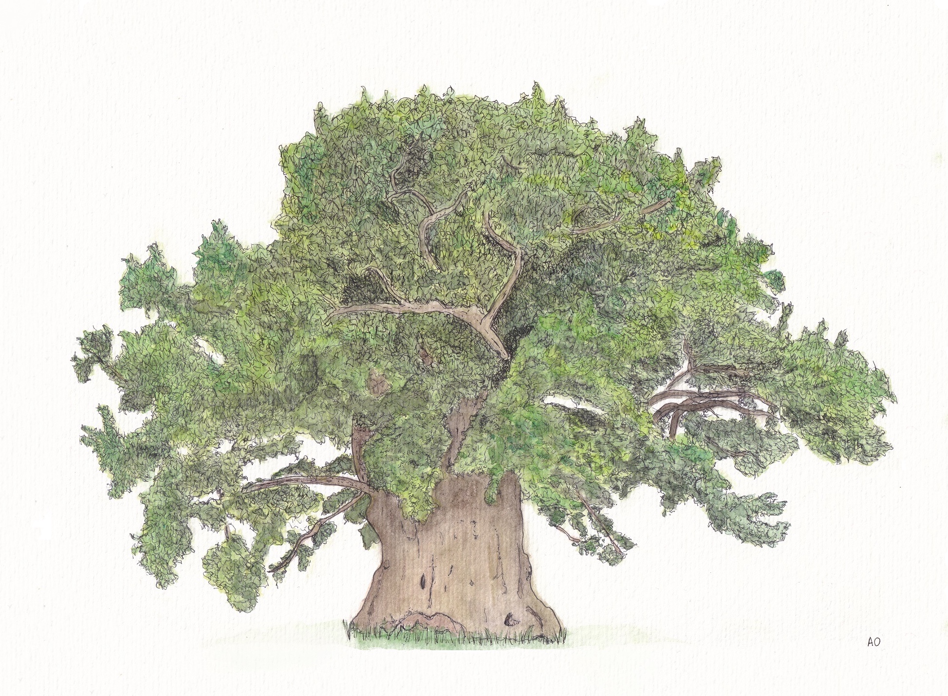 Brimmon Oak